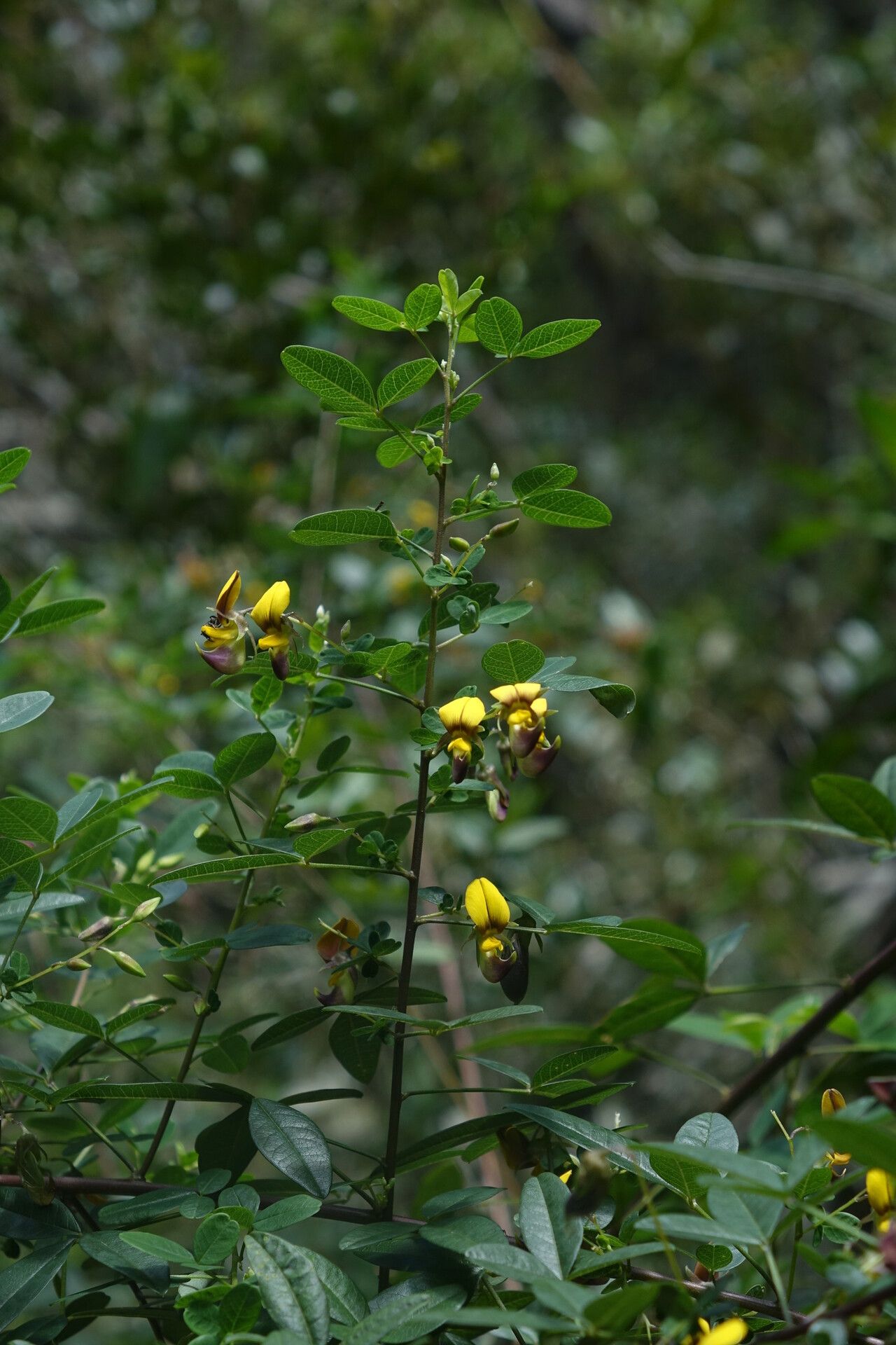 Crotalaria tanety — houseplant care guide