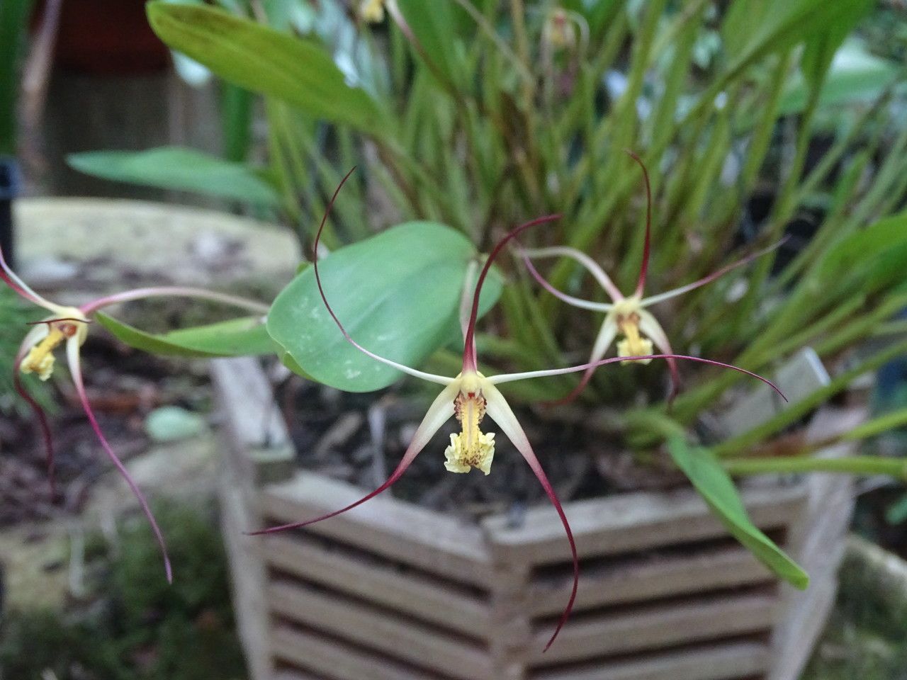 Dendrobium begaudii flower