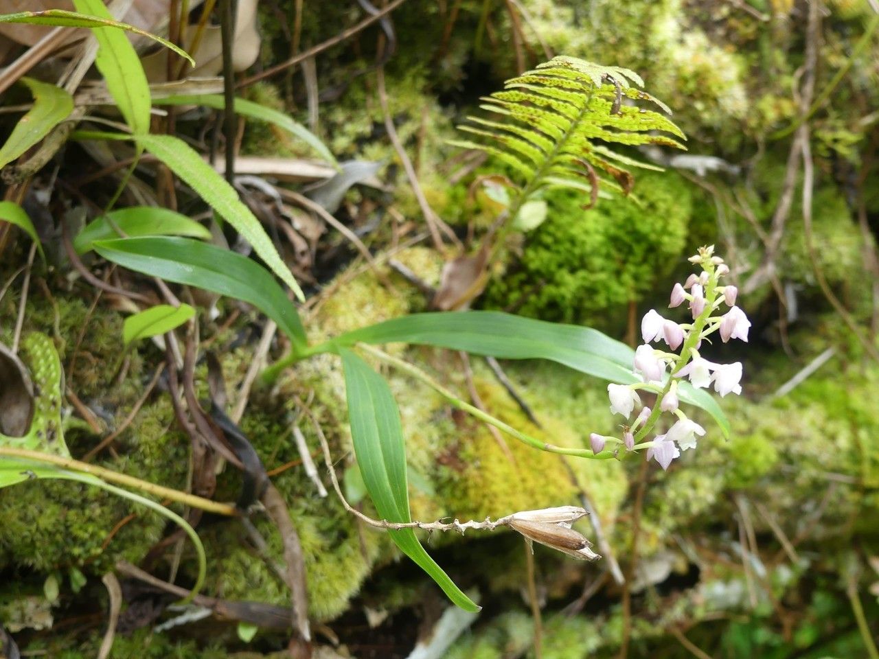 Polystachya concreta habit