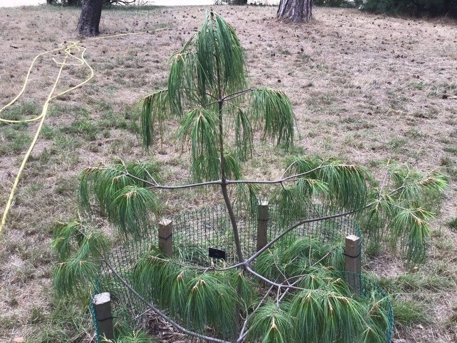 Pinus bhutanica — search result for 'Bhutan'