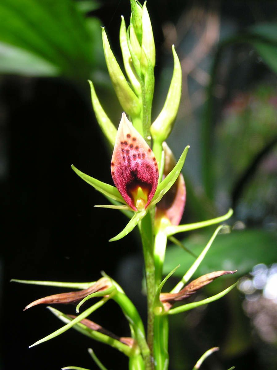 Cryptostylis arachnites fruit