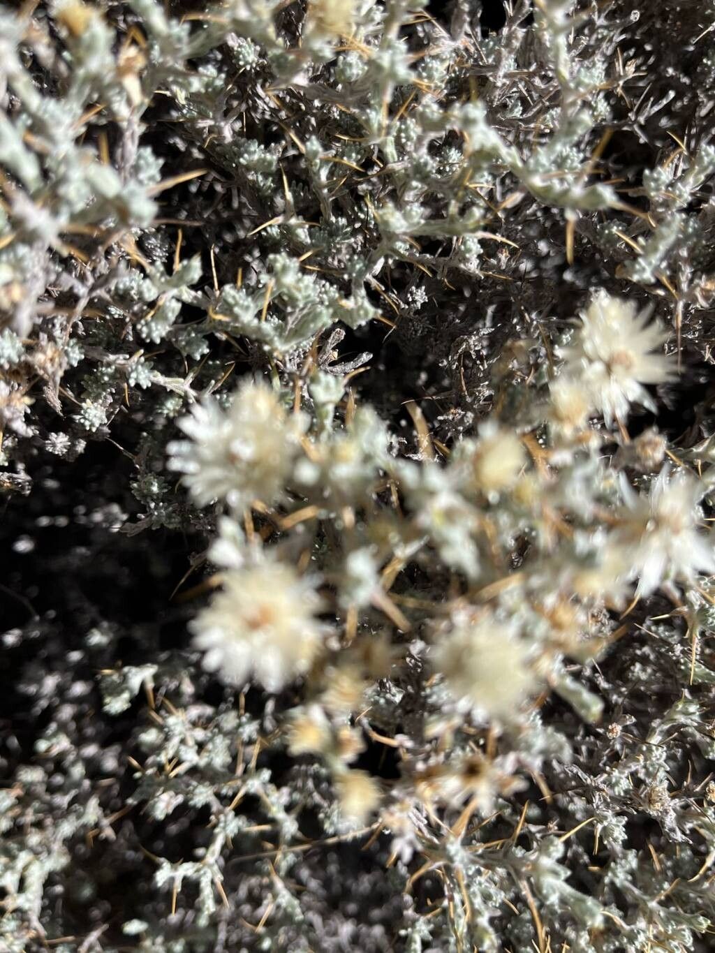 Helichrysum newii flower