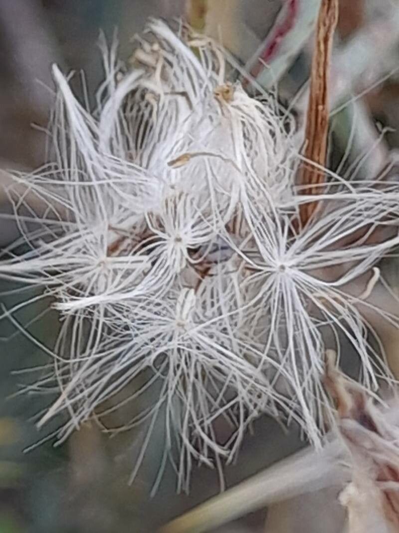 Launaea procumbens fruit