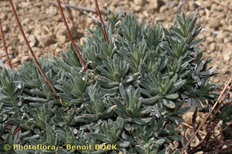 Helianthemum juliae habit