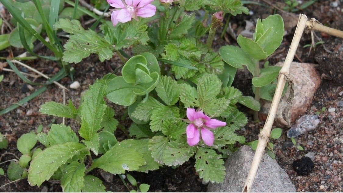 Rubus arcticus flower