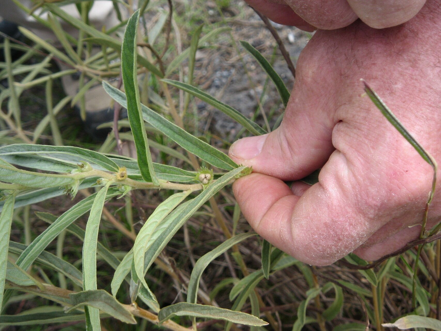 Acalypha cupricola — houseplant care guide