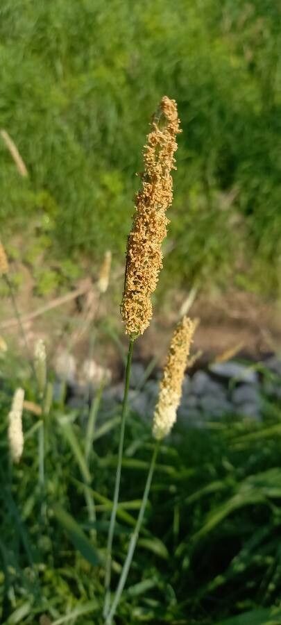 Phleum pratense flower