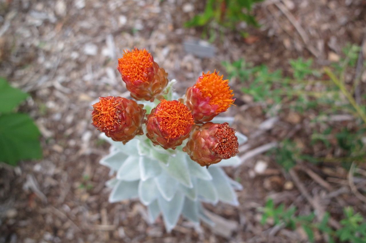 Syncarpha eximia habit