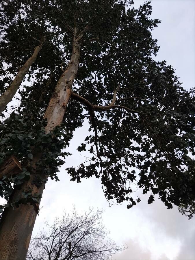 Eucalyptus cordata habit