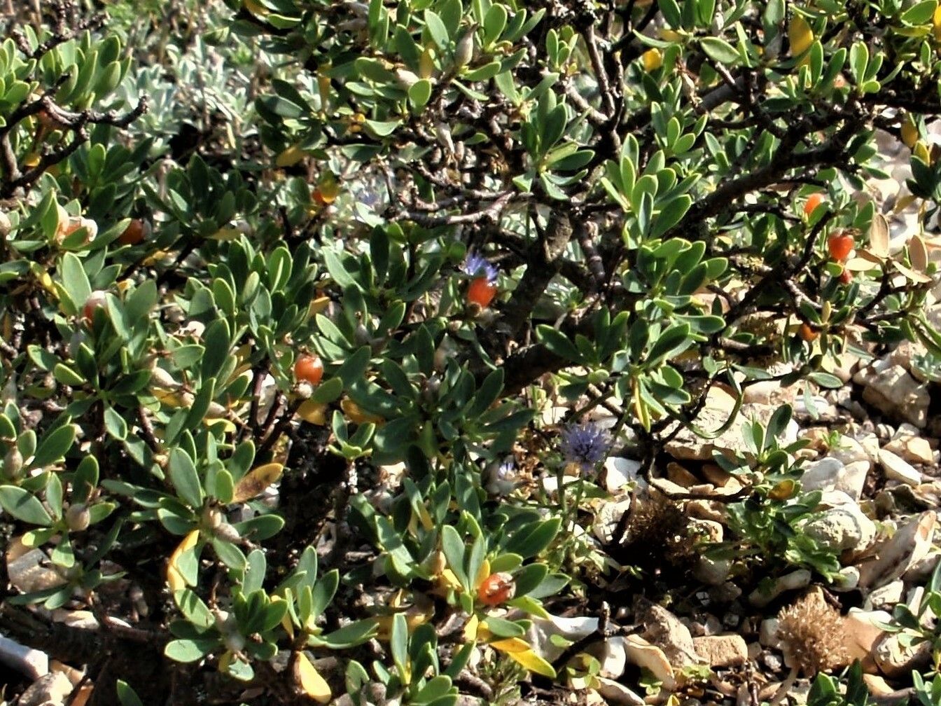Daphne oleoides fruit