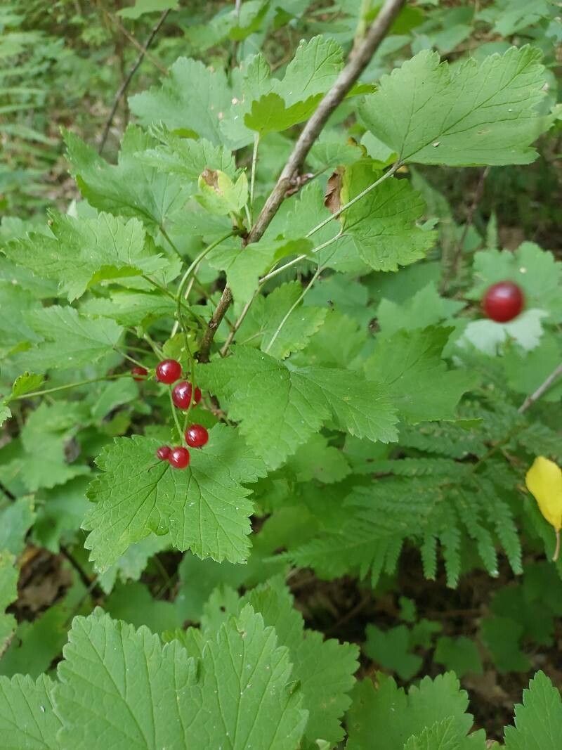 Ribes spicatum fruit