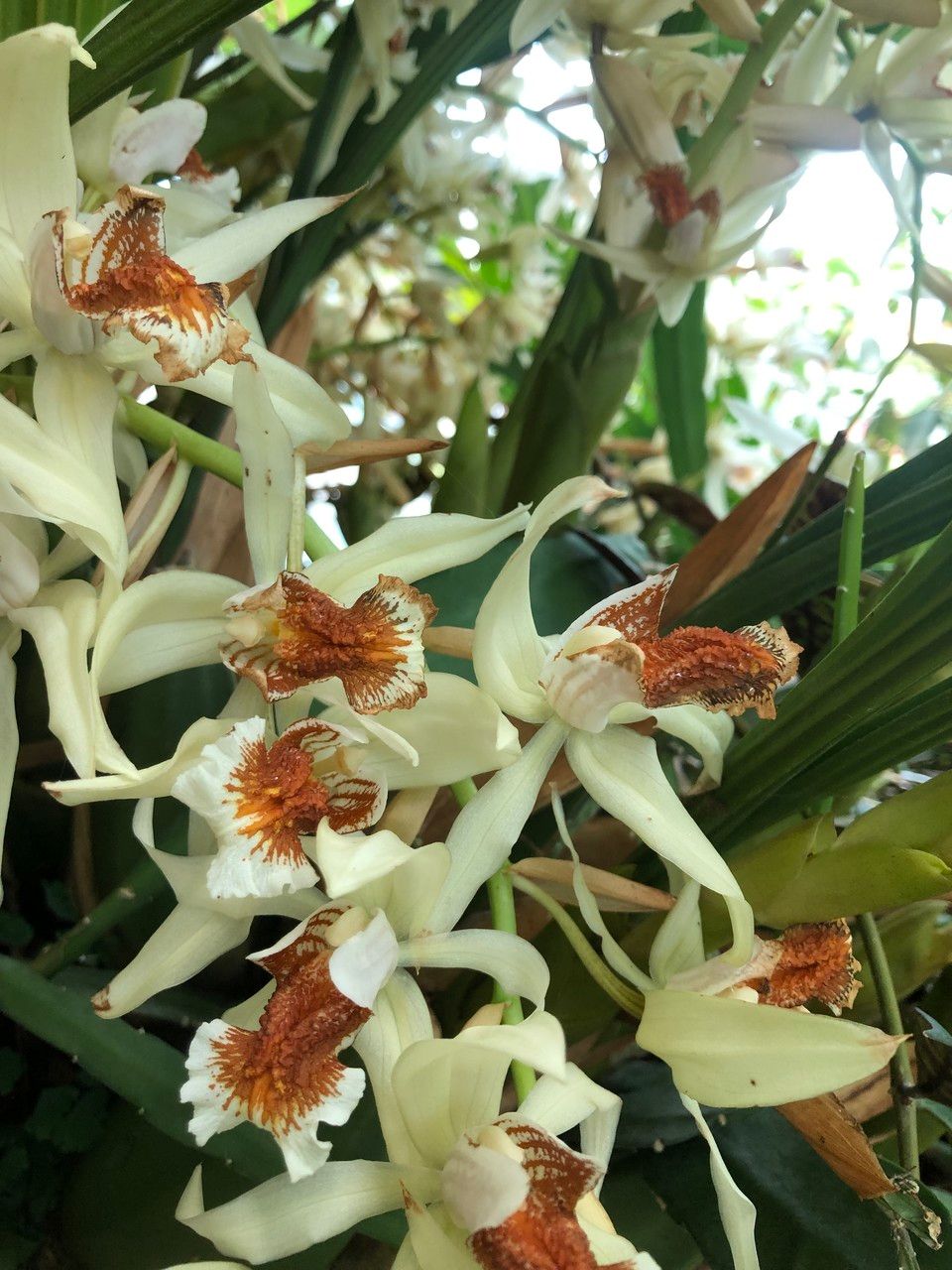 Coelogyne asperata flower