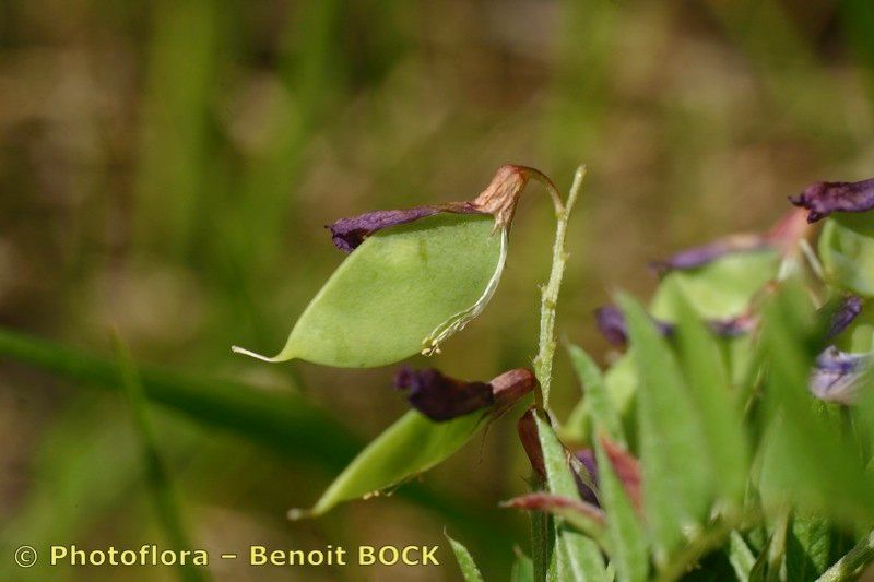 Vicia cassubica fruit
