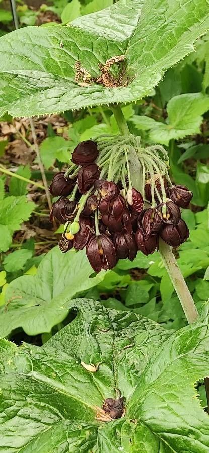 Dysosma versipellis flower