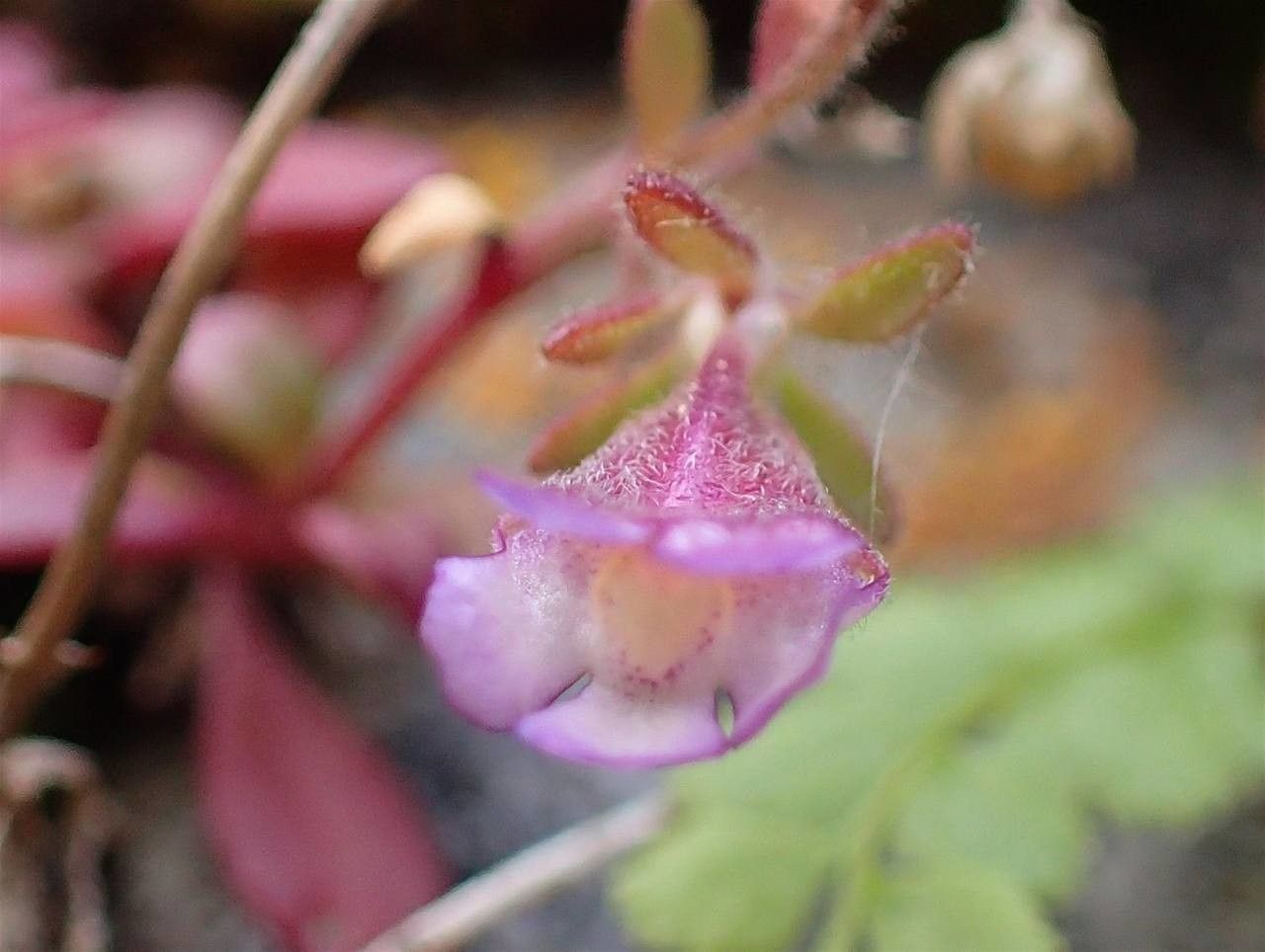 Chaenorrhinum origanifolium fruit