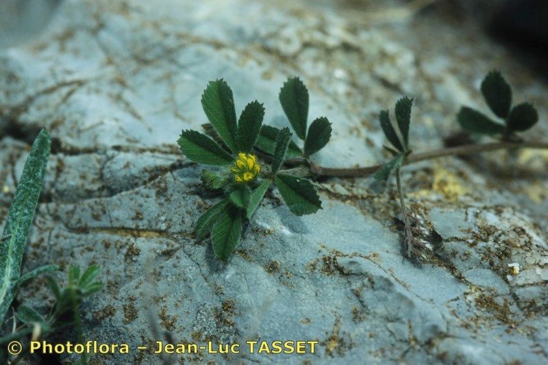 Medicago secundiflora flower