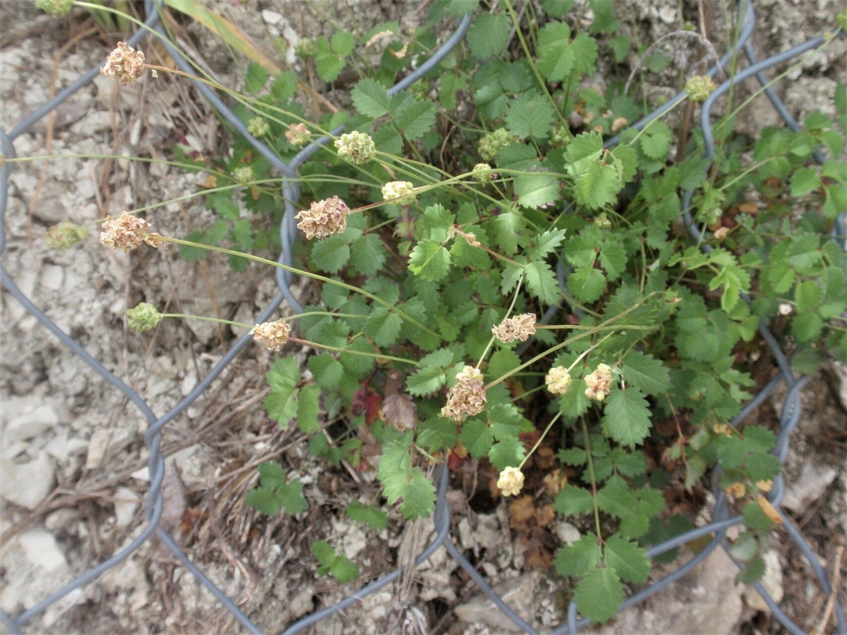 Poterium rupicola — related species from the same genus