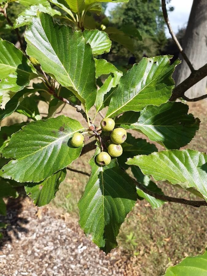 Sorbus megalocarpa fruit