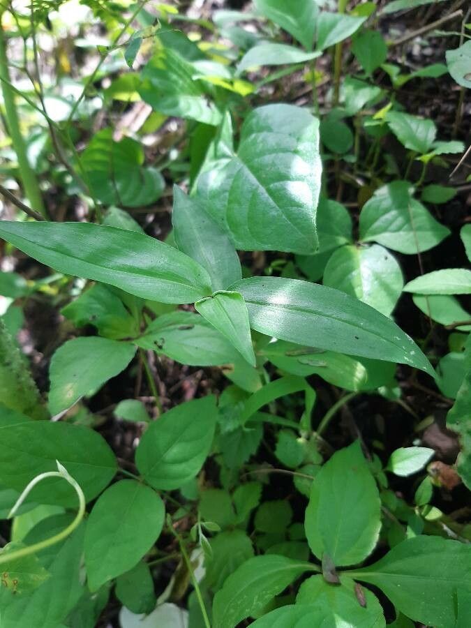 Oplismenus undulatifolius — search result for 'Pakistan'