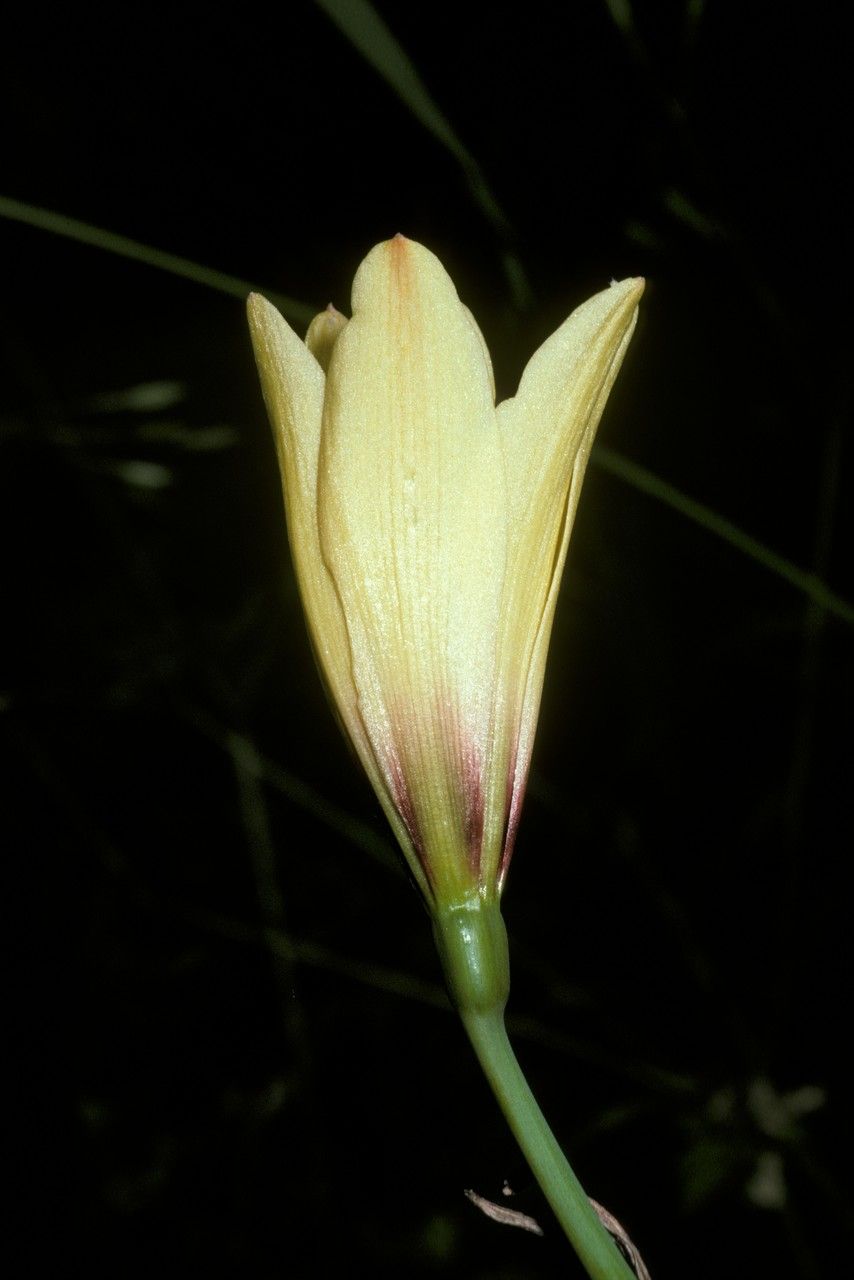 Zephyranthes elwesii flower