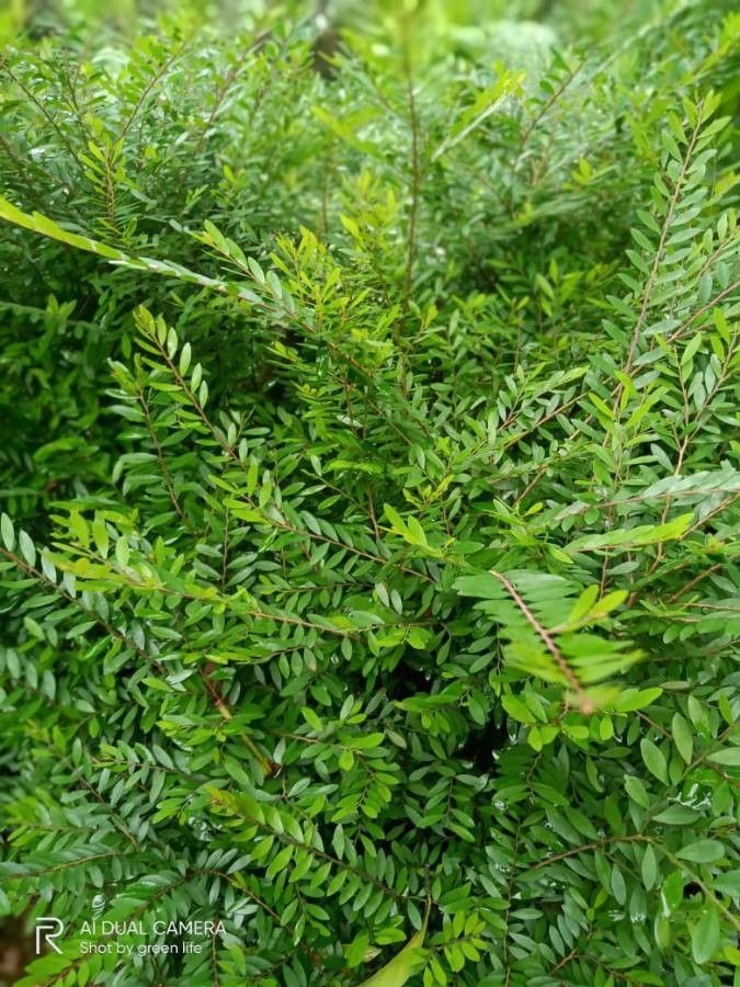 Buxus rolfei — houseplant care guide