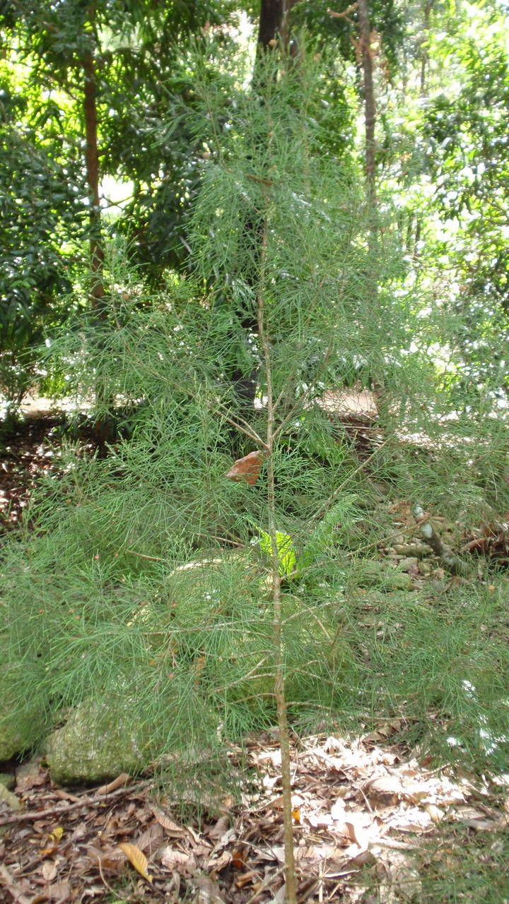 Gymnostoma australianum habit