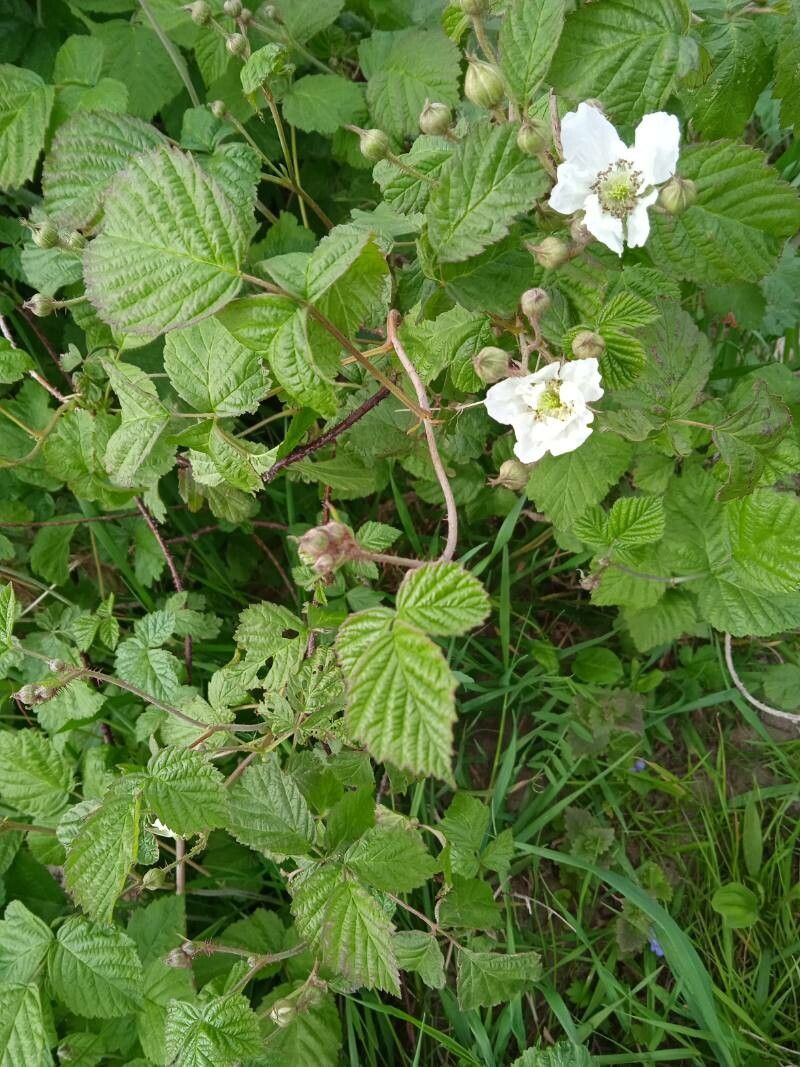 Rubus ferocior flower