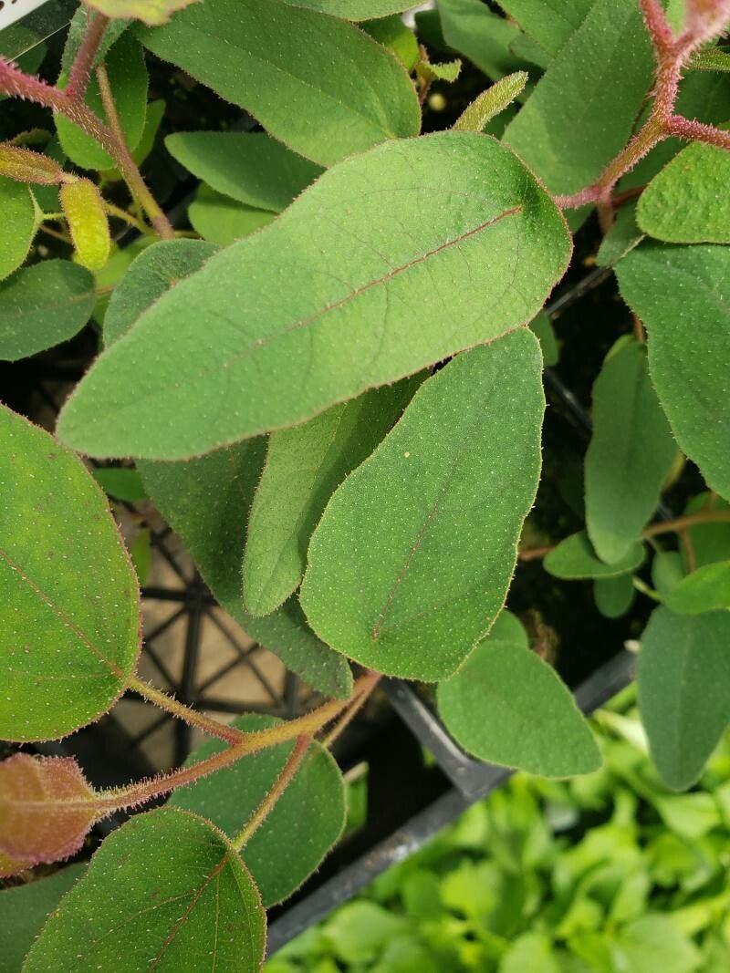 Corymbia citriodora — related species from the same genus