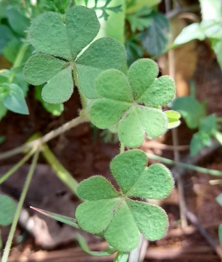 Oxalis conorrhiza — search result for 'Oxalis'