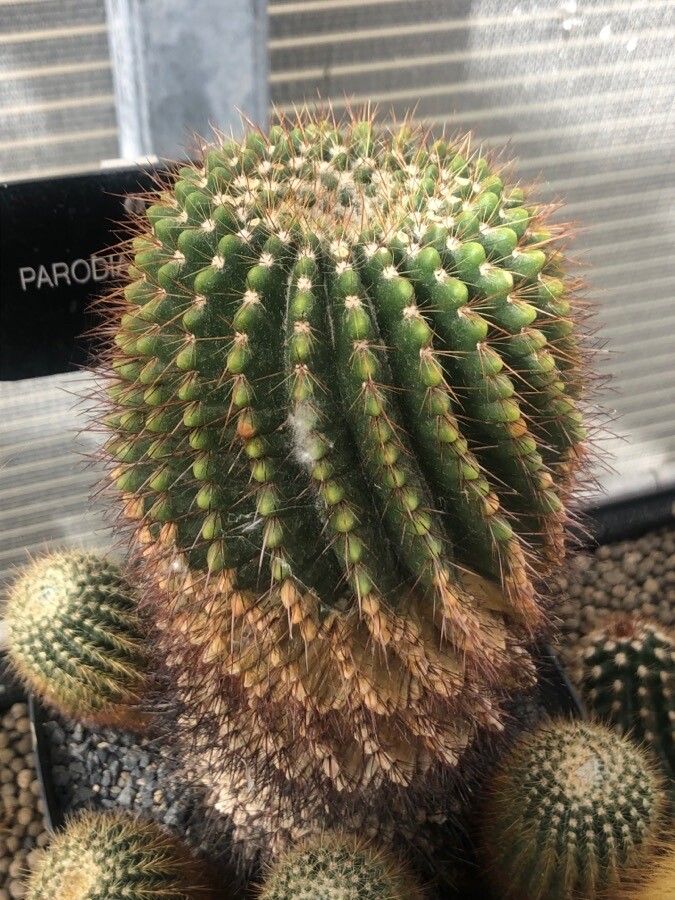 Parodia herteri — search result for 'Echinocactus'