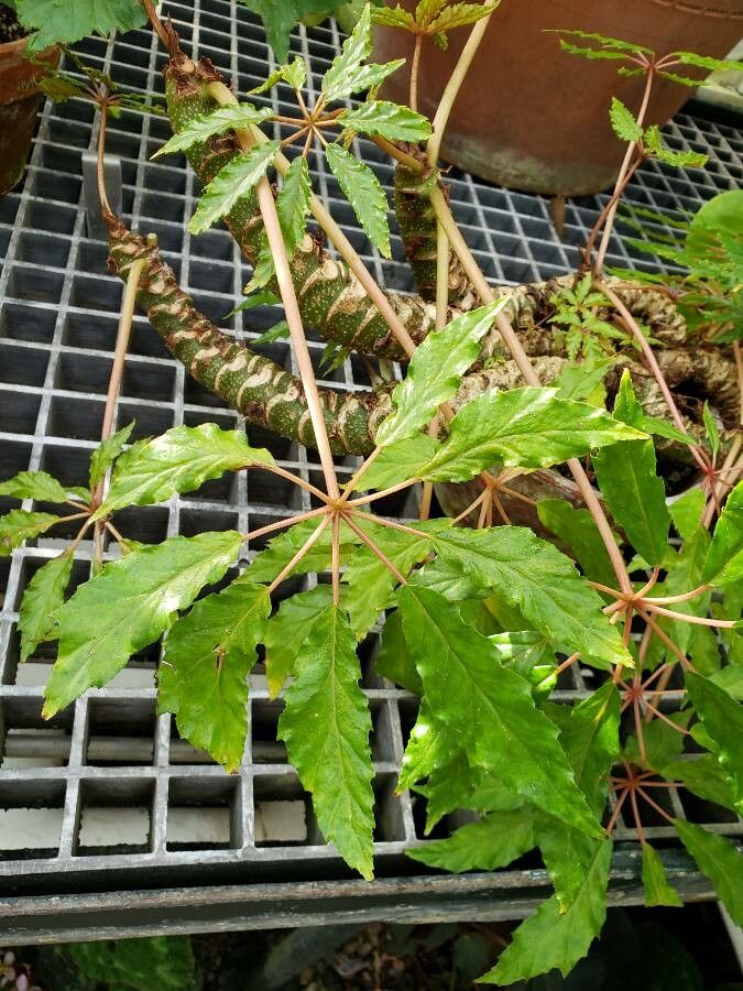 Begonia caroliniifolia — houseplant care guide