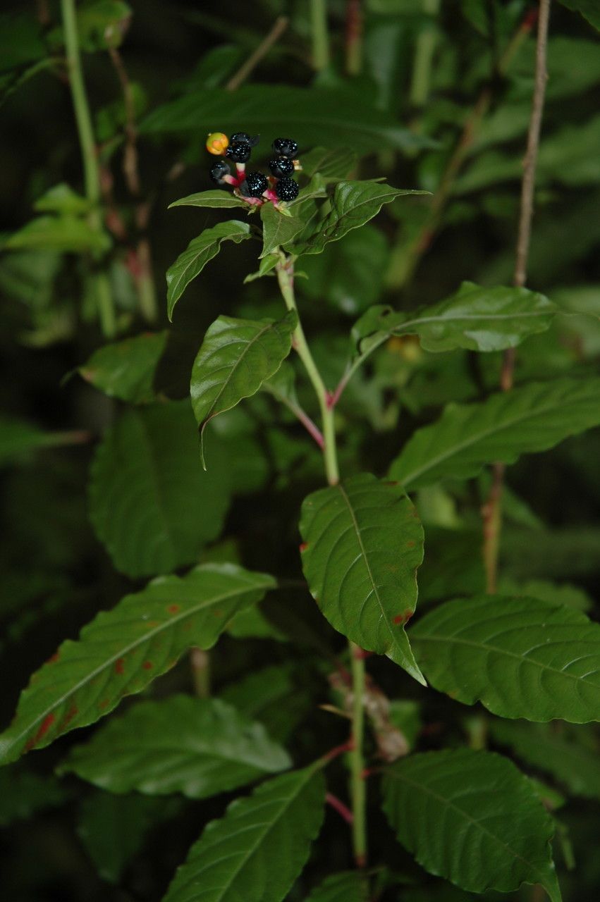 Pleuropetalum darwinii habit