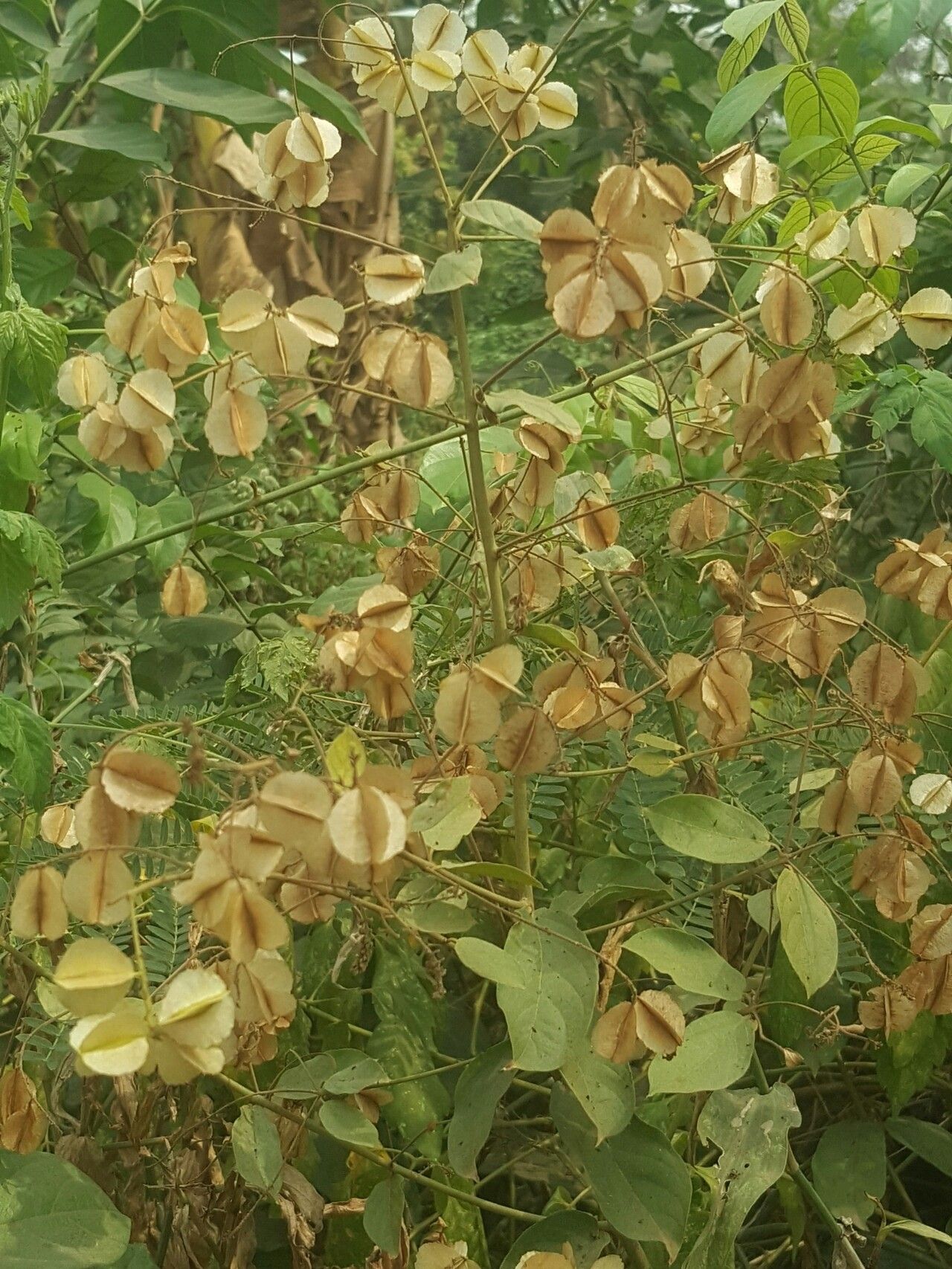 Combretum mucronatum — houseplant care guide