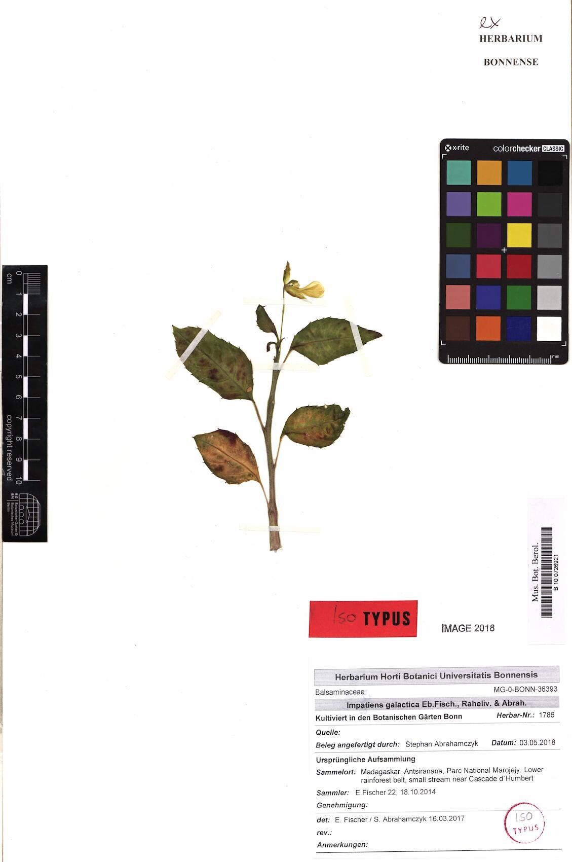 Impatiens galactica — houseplant care guide