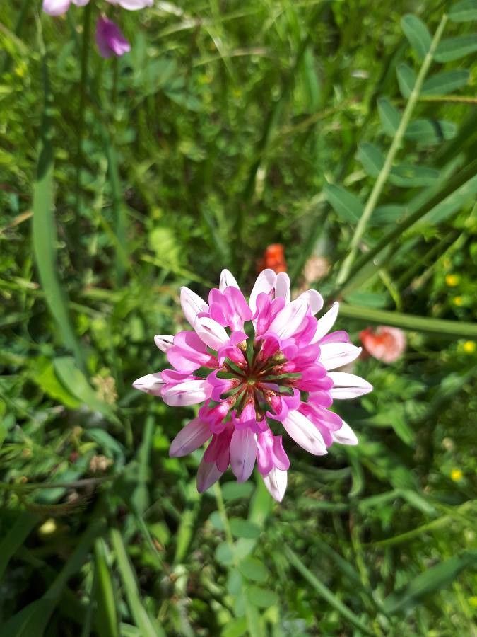 Coronilla varia flower