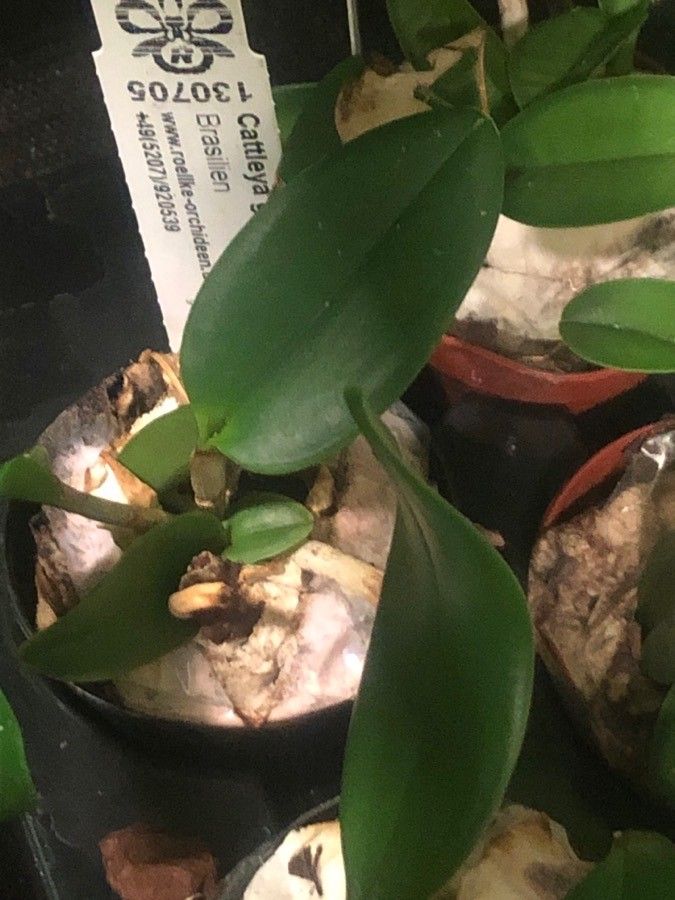 Cattleya guttata — houseplant care guide