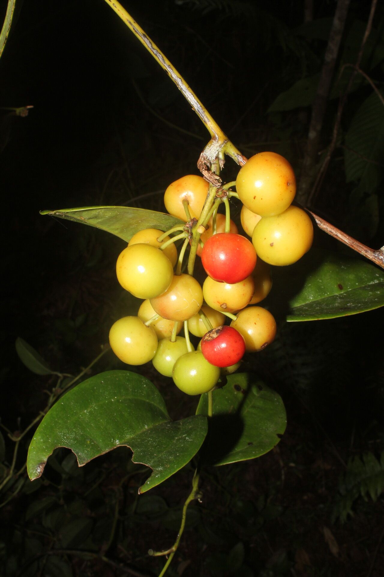 Smilax purhampuy fruit
