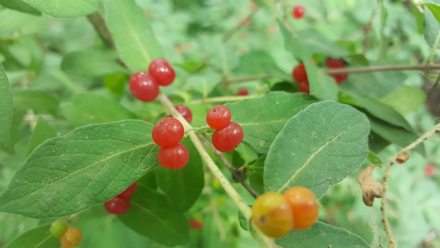 Lonicera morrowii fruit