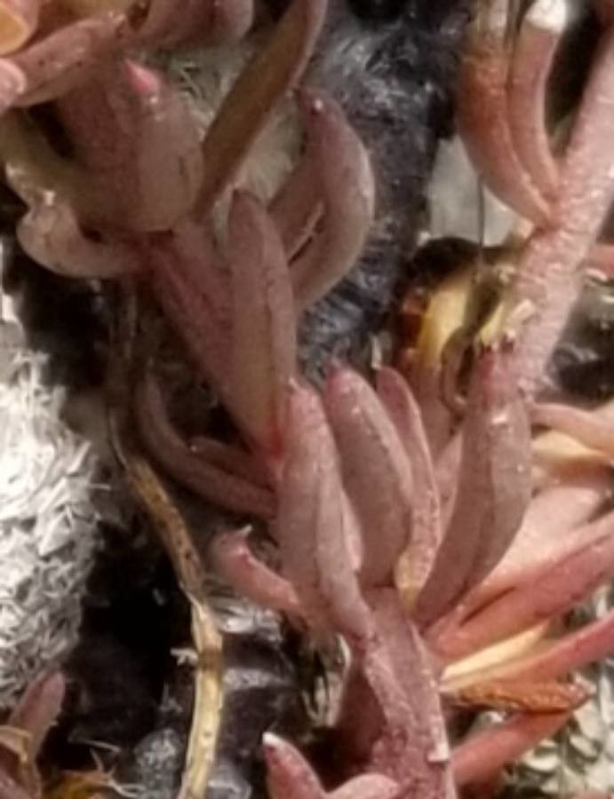 Quinchamalium chilense leaf