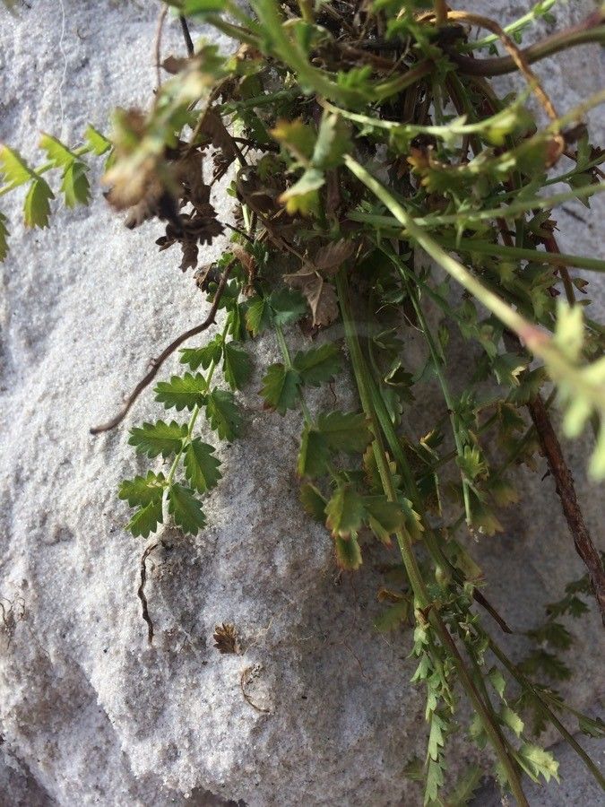 Pimpinella tragium — search result for 'Pimpinella'