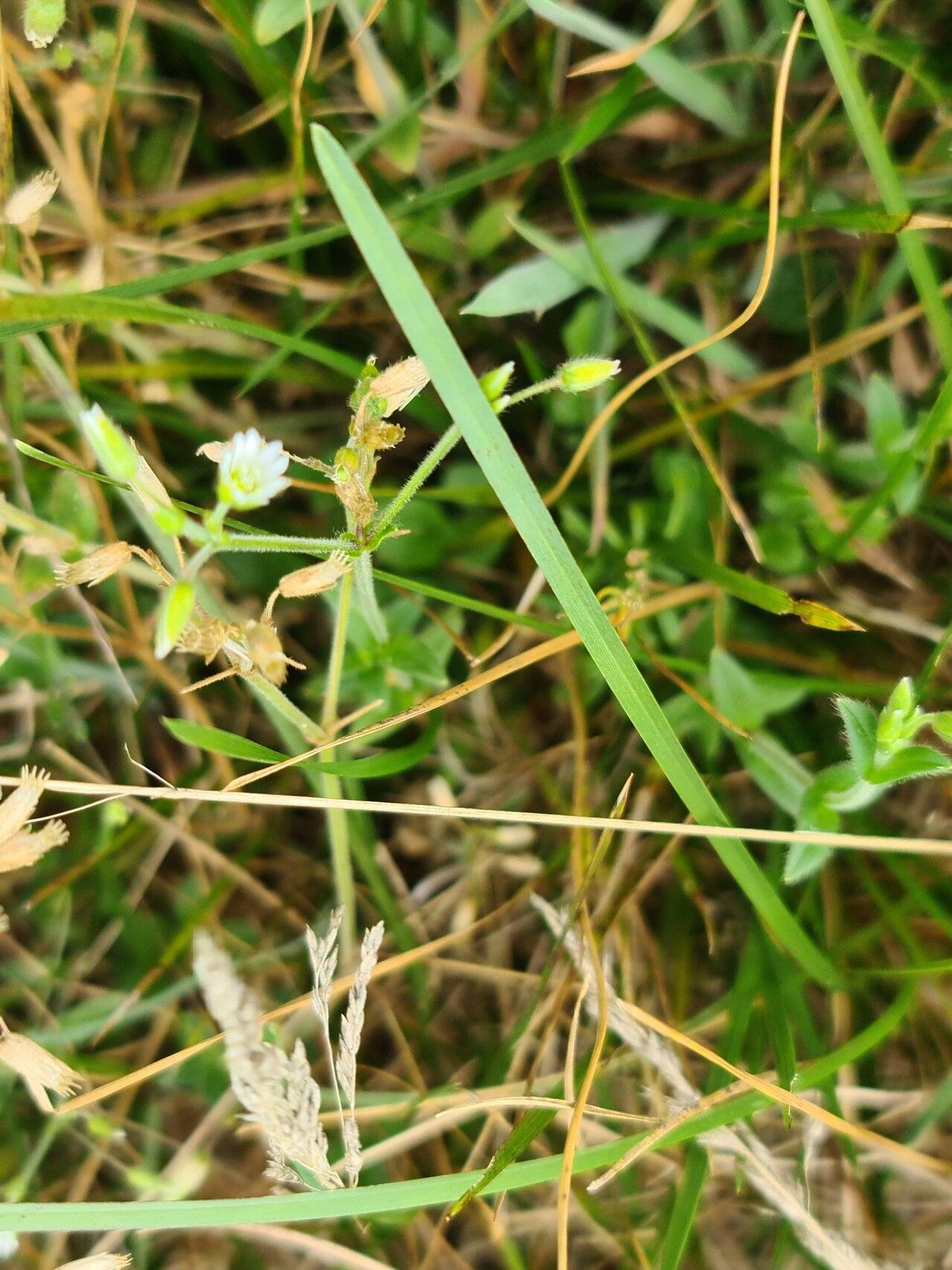 Cerastium nutans flower