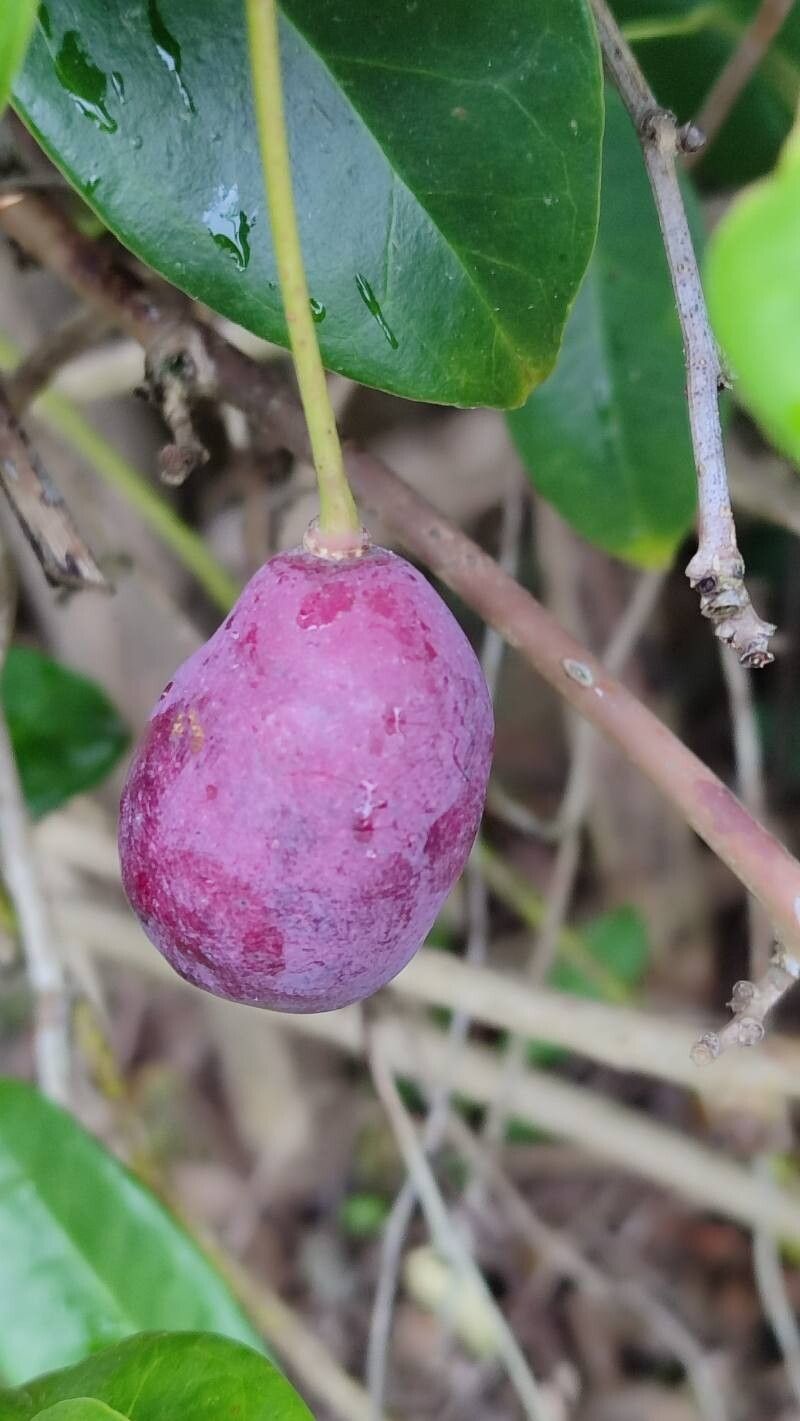Stauntonia coriacea fruit