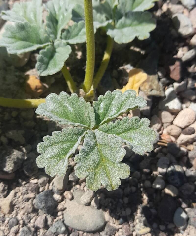 Argylia robusta leaf