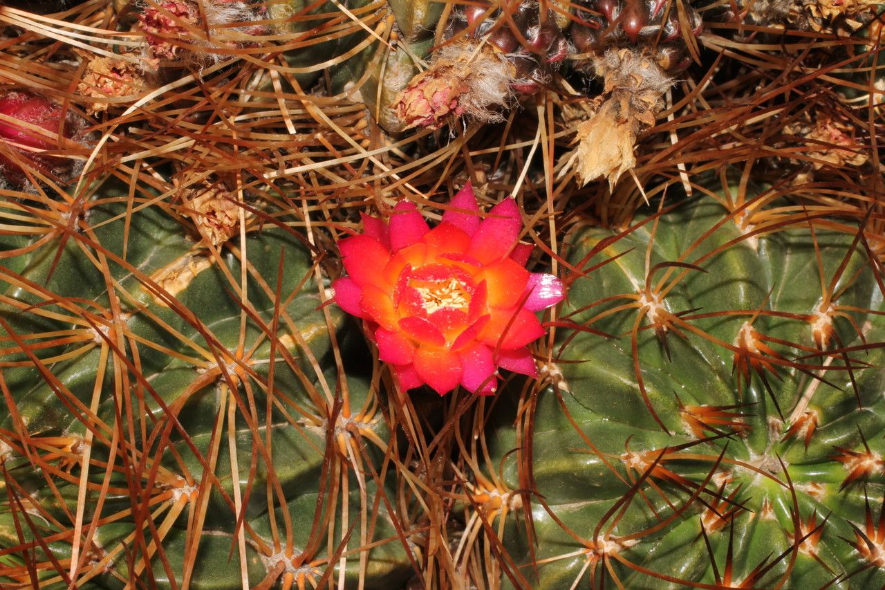 Lobivia backebergii flower