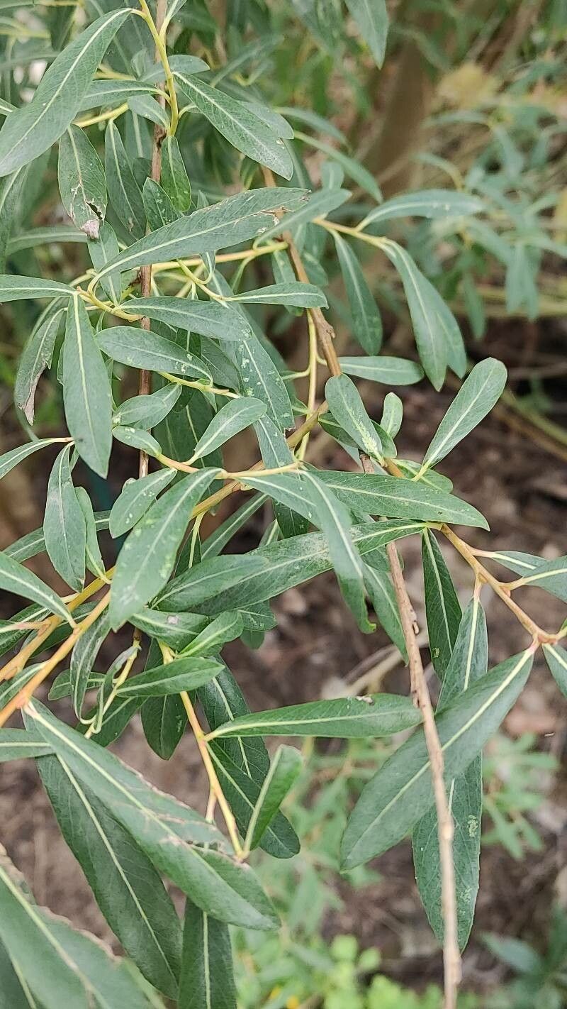 Salix caesia leaf