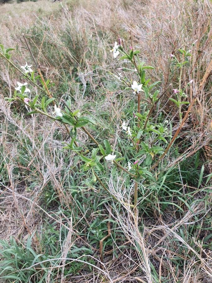 Hibiscus micranthus habit