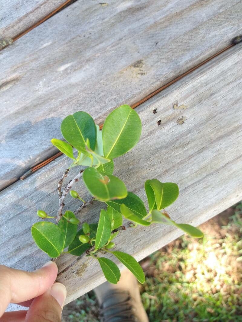 Erythroxylum argentinum — related species from the same genus