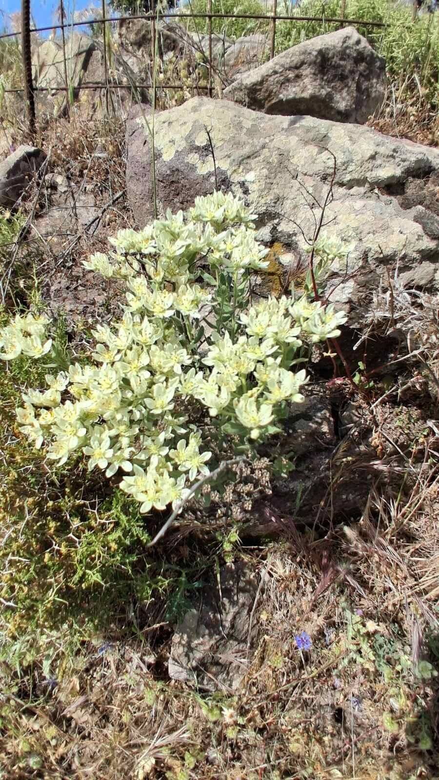 Haplophyllum megalanthum flower
