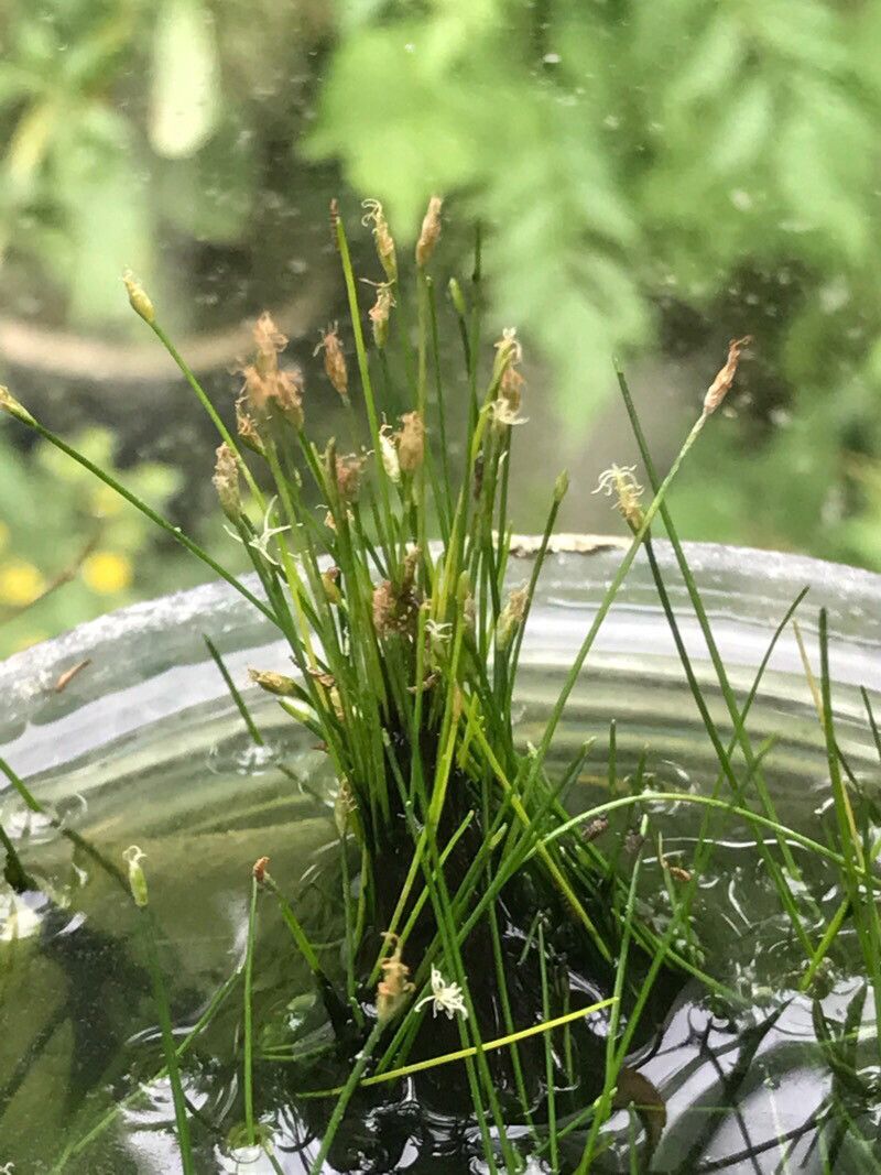 Eleocharis parvula habit