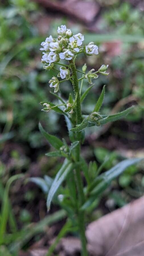 Lepidium campestre flower